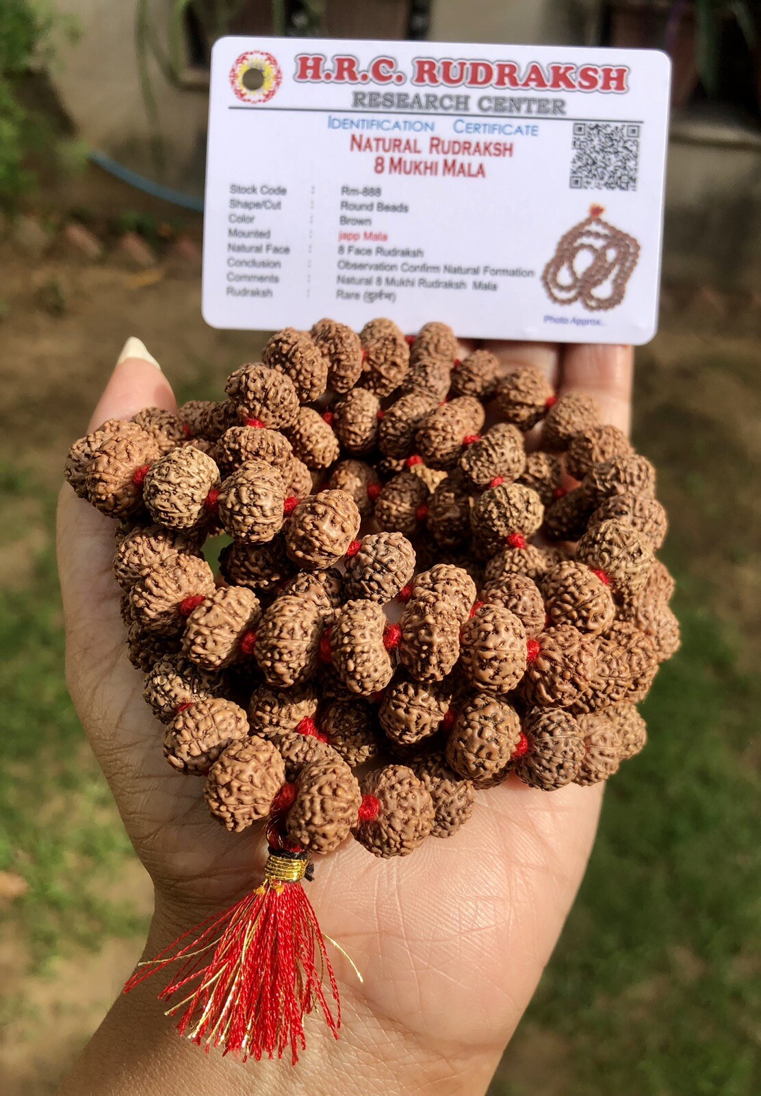 LAB CERTIFIED Rare 8 Mukhi RUDRAKSHA Rudraksh Mala ROSARY 108+1 Prayer Beads LAB CERTIFIED Rare 8 Mukhi RUDRAKSHA Rudraksh Mala ROSARY 108+1 Prayer Beads