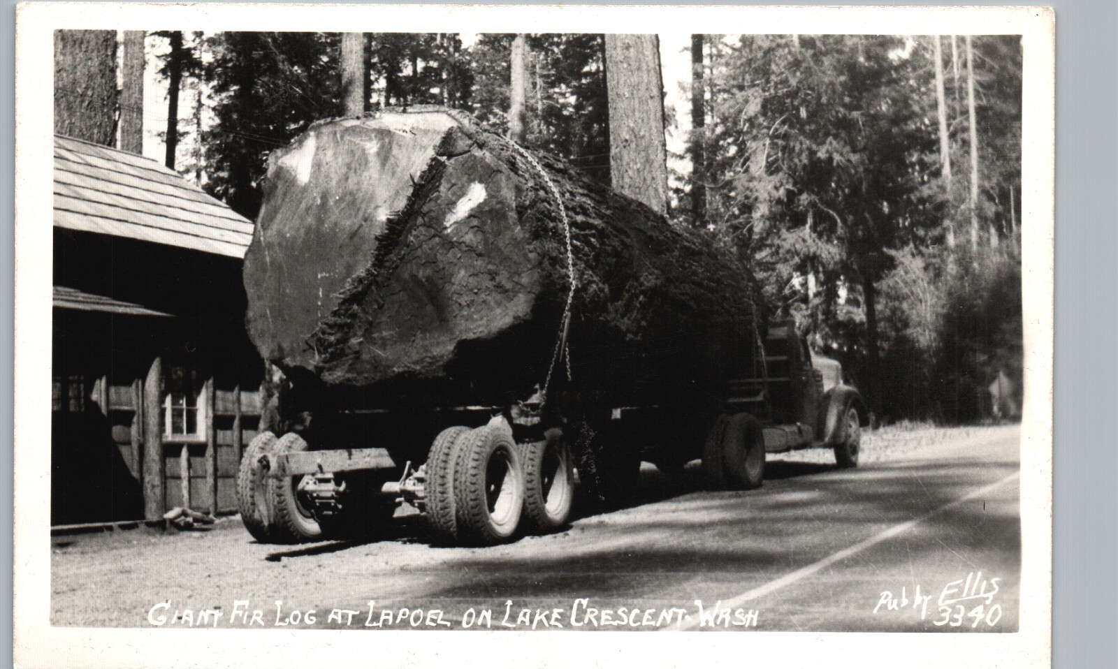 GIANT FIR LOGS lake crescent wa photo postcard rppc washington la poel logging