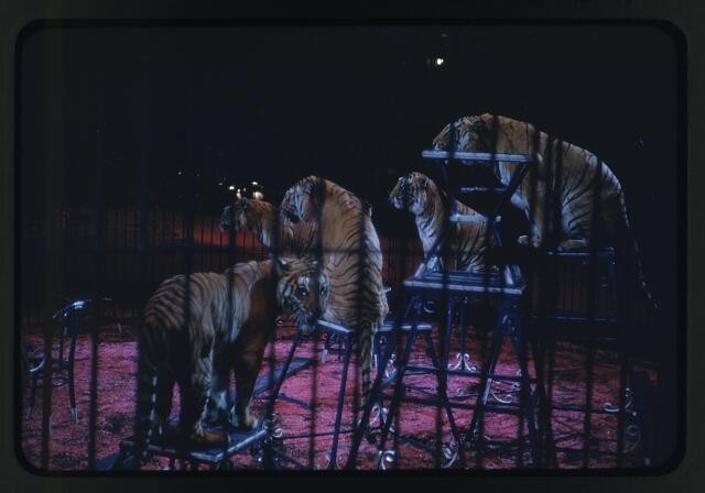 Photo:Ringling Bros Barnum Bailey Circus Tigers Performing 1950s