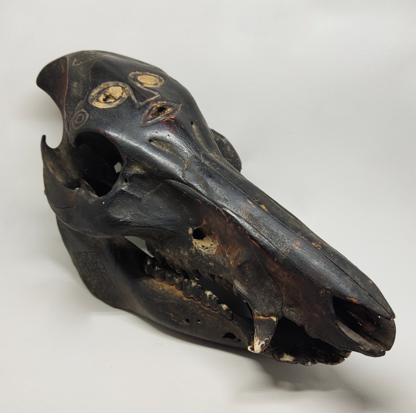 Antique Timor Atoni Boar Skull Scrimshaw Tribal Sculpture 8.5\