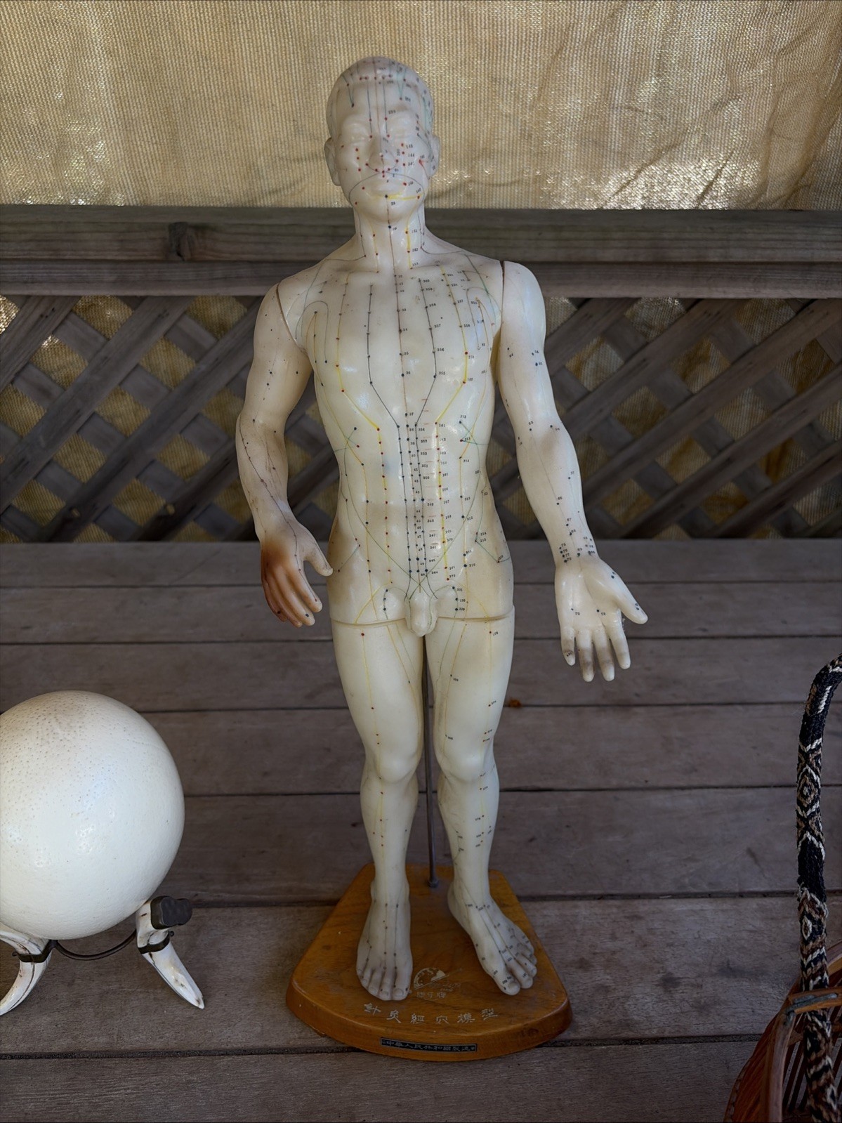 Vintage Good Health Brand Chinese Acupuncture Model 20” Wood Base Rare 1980s