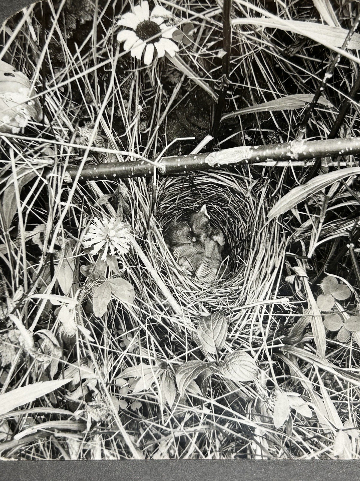 Antique Keystone Stereocard ~ P- W8244 Song Sparrows In Their Nest ~ Birds P102 Antique Keystone Stereocard ~ P- W8244 Song Sparrows In Their Nest ~ Birds P102