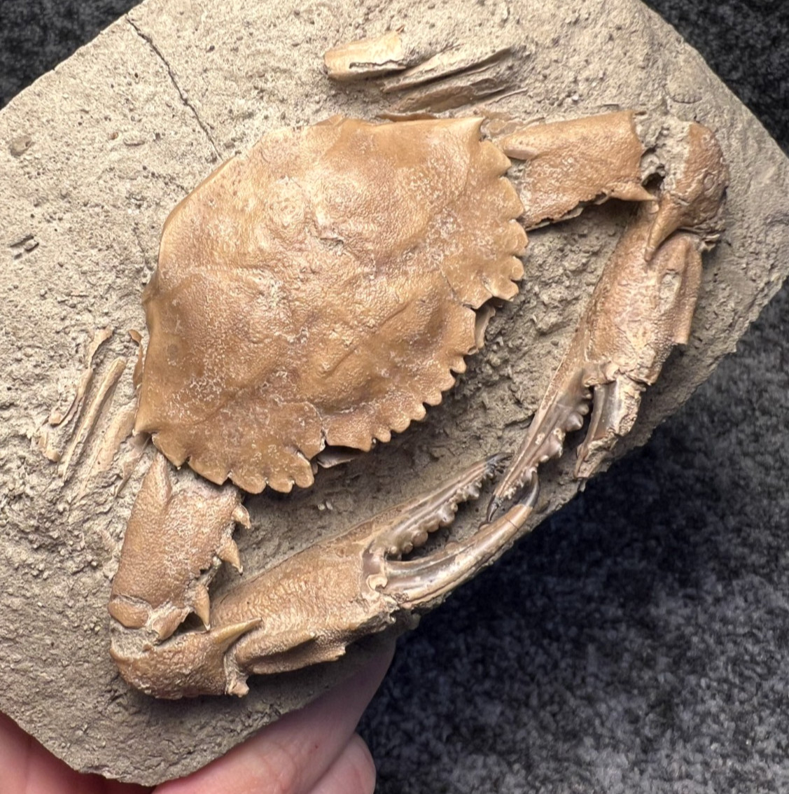 Exceptional Charybdis Fossil Crab – Highly Detailed, Indonesia ✅