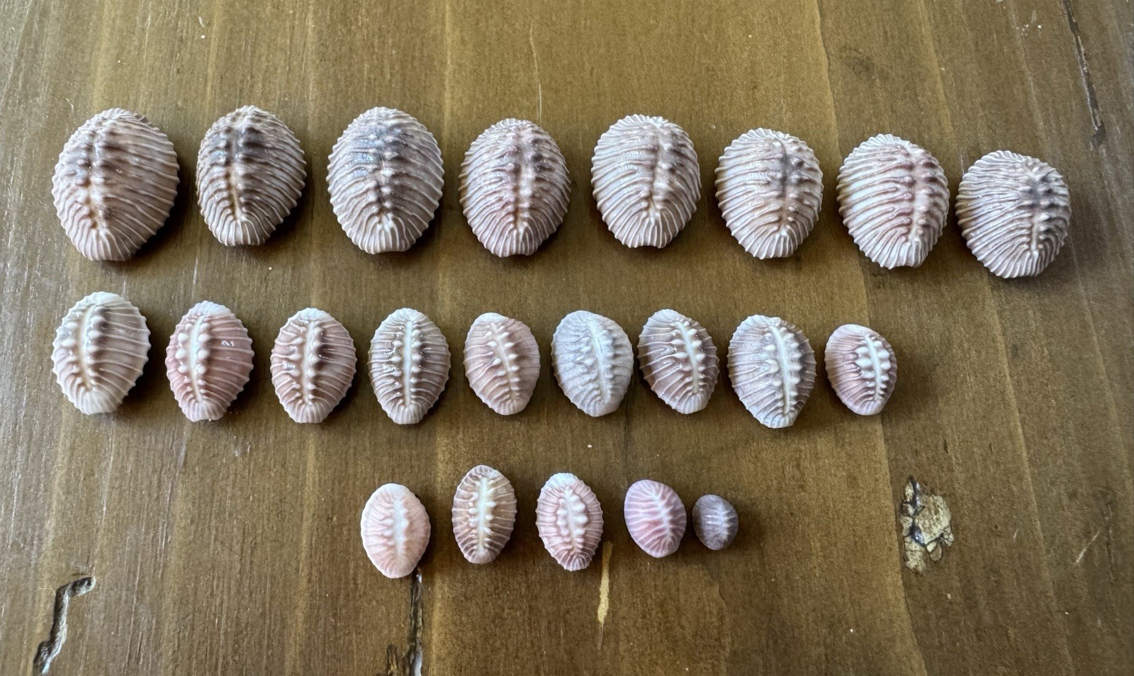 Vintage Pink Trivia Cowrie Shells Growth Series Collected 1978 Matanchen Bay Mex