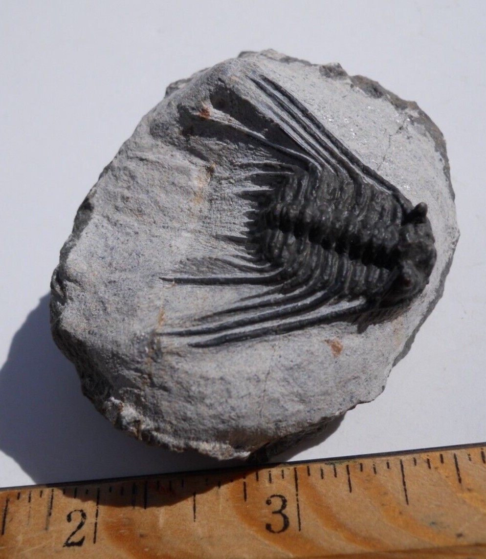 Very Detailed 1.2 inch Leonaspis Trilobite - Lghaft, Morocco