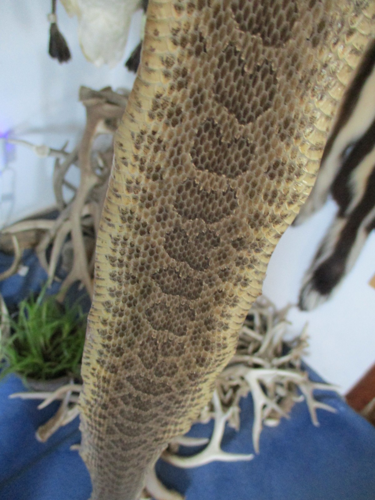 rattlesnake skin prairie rattle snake hide DRY TANNED wrap pen blanks 30 in. T8 rattlesnake skin prairie rattle snake hide DRY TANNED wrap pen blanks 30 in. T8