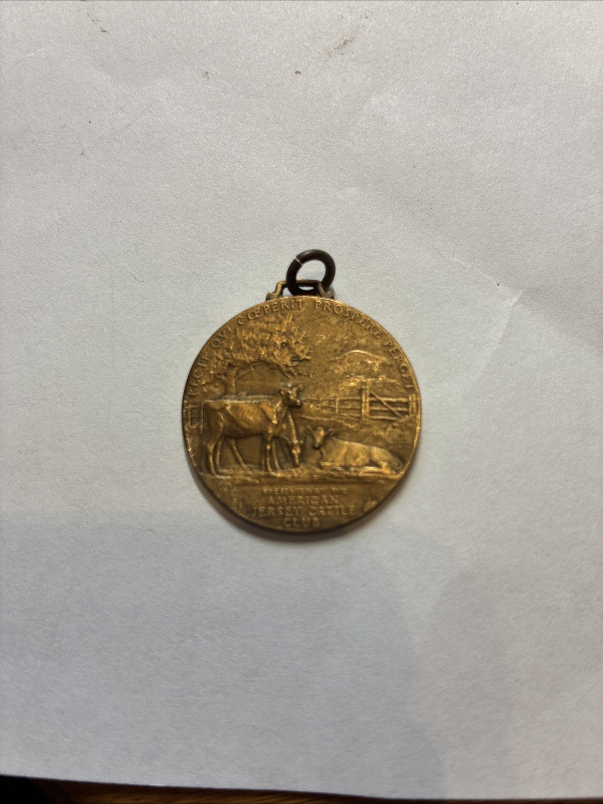 Rare Vtg American Jersey Cattle Club “Jersey Medal For Merit”