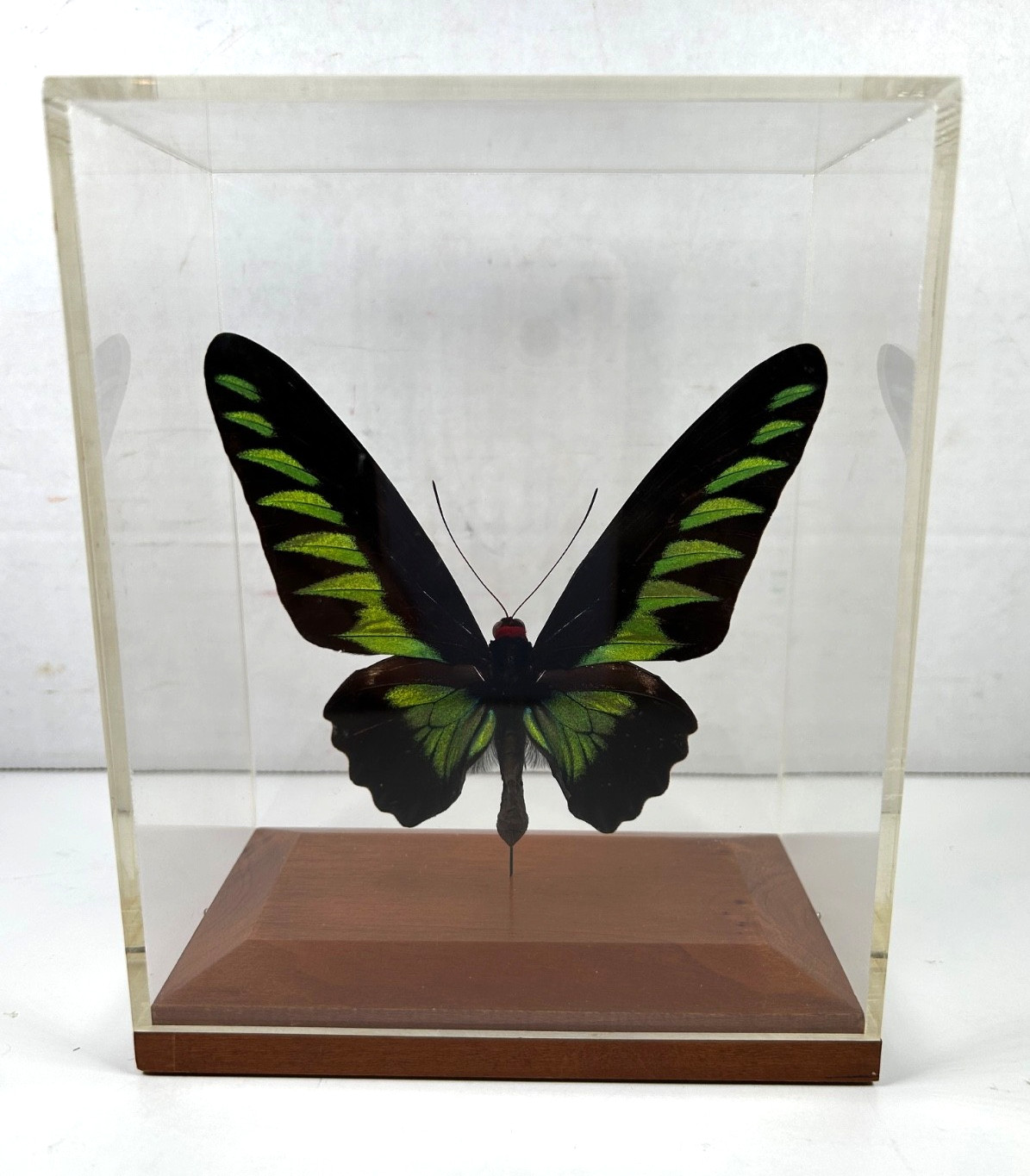 Butterfly Black & Green Large in Plastic Display Container
