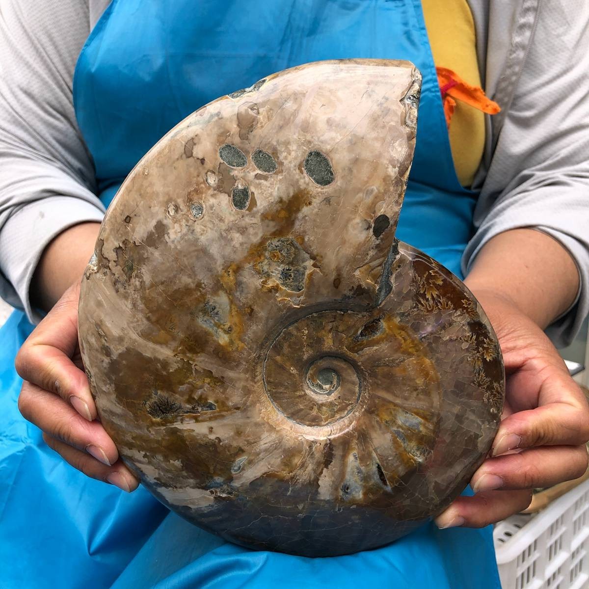 4.42LB Polishing and Restoration of Natural Conch Specimens from Madagascar 4615