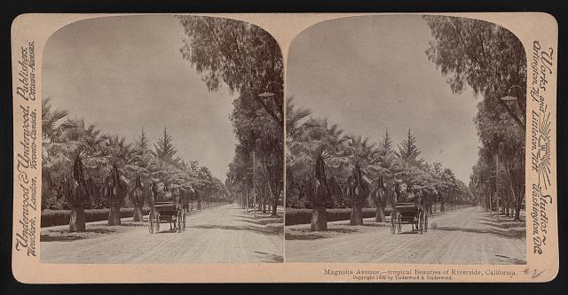 Magnolia Avenue, - tropical beauties of Riverside, California Old Photo 1 Magnolia Avenue, - tropical beauties of Riverside, California Old Photo 1