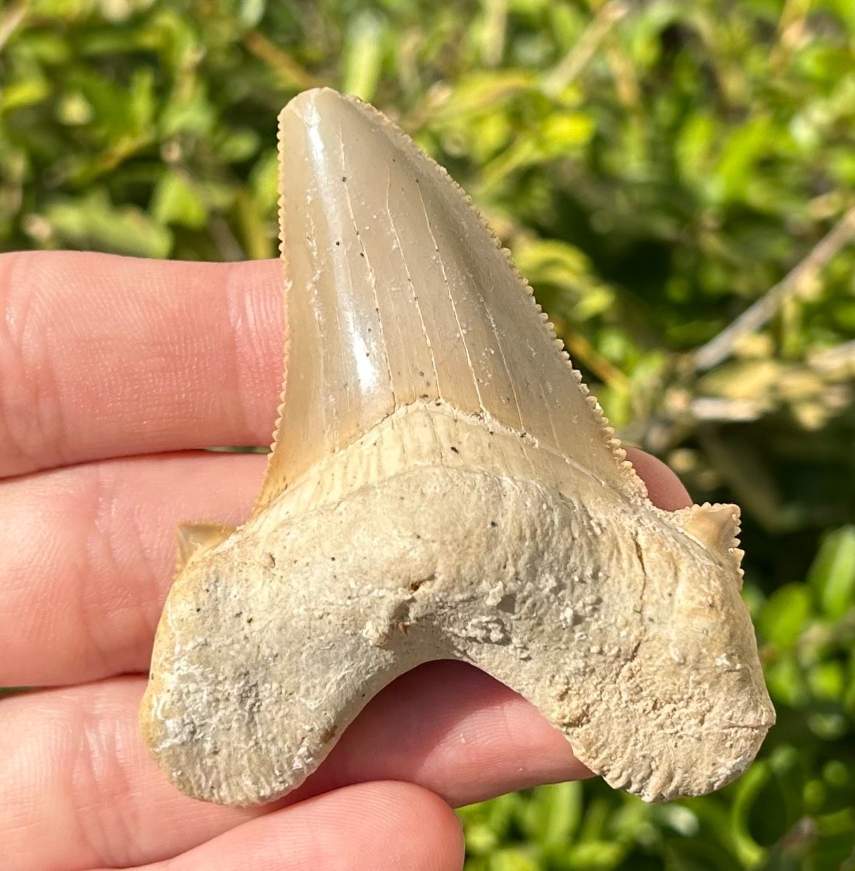 BIG Auriculatus sokolovi Sharks Tooth Fossil Dakhla Morocco Shark Teeth