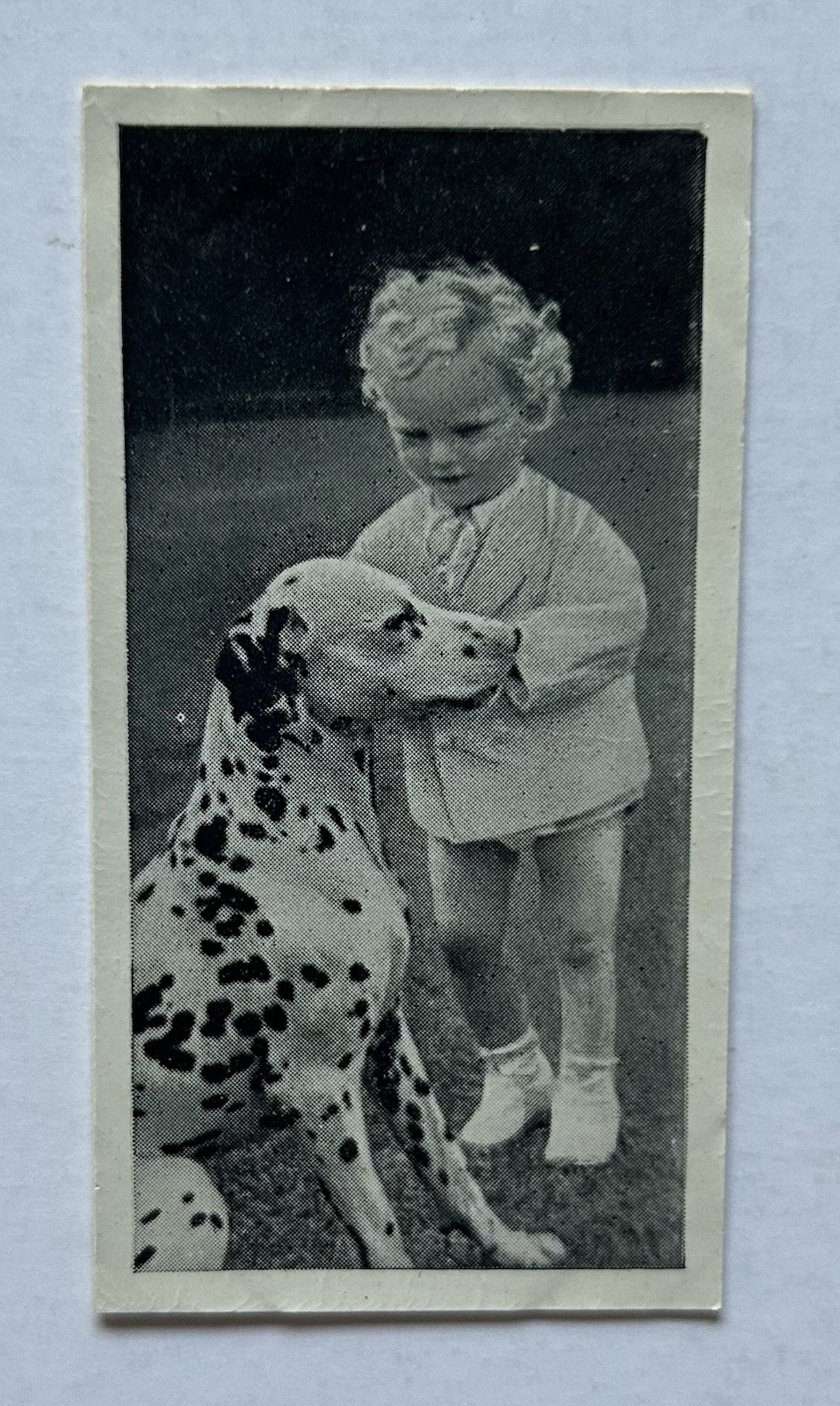 Carreras Dogs & Friend No. 39 Dalmatian Dog Tobacco Card CC43