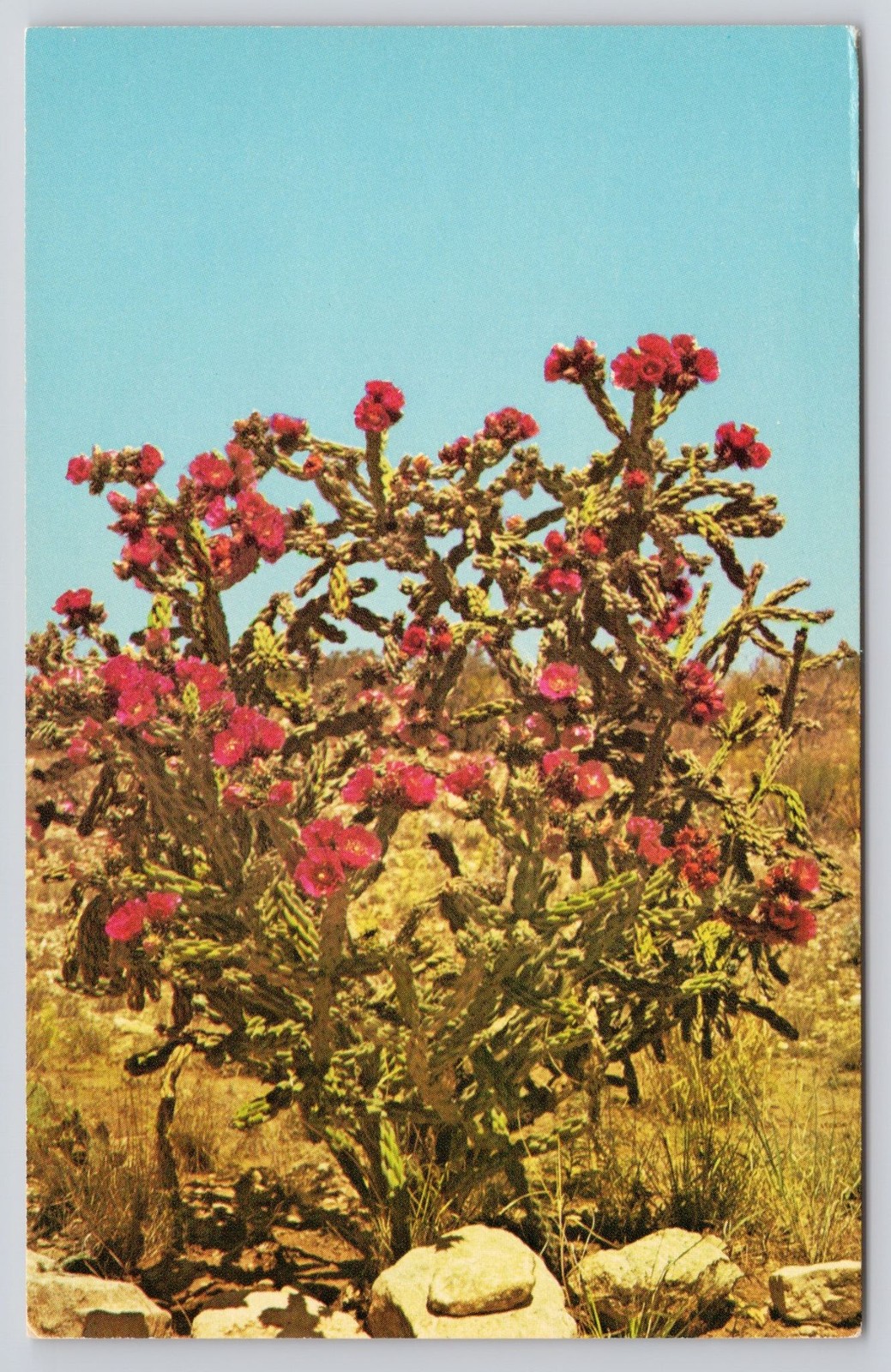 Walkingstick Cactus Postcard Carlsbad State Park NM ICS-104893 Flower Desert Walkingstick Cactus Postcard Carlsbad State Park NM ICS-104893 Flower Desert