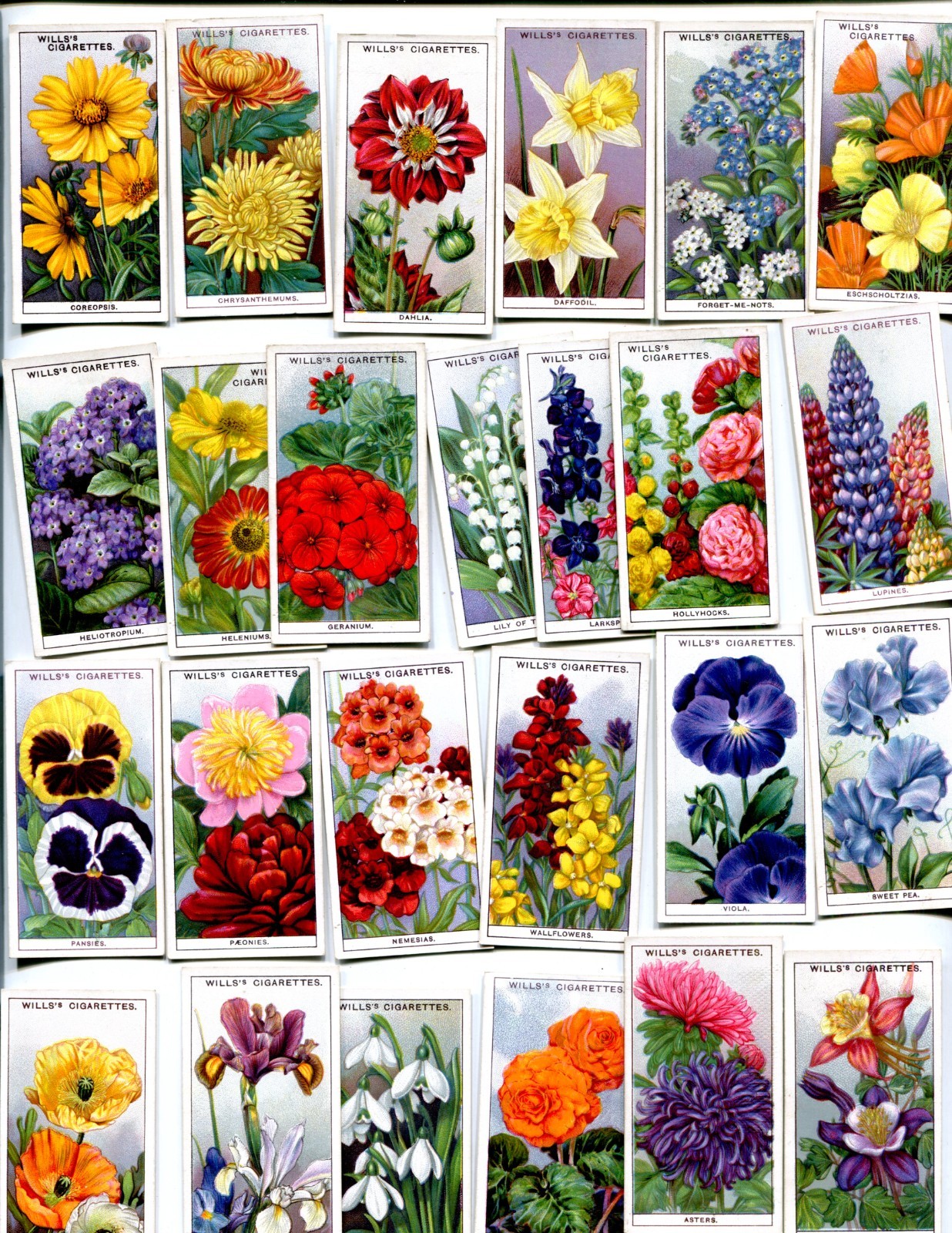 1933 W. D. & H. O. WILLS GARDEN FLOWERS 50 DIFFERENT TOBACCO CARD SET 1933 W. D. & H. O. WILLS GARDEN FLOWERS 50 DIFFERENT TOBACCO CARD SET