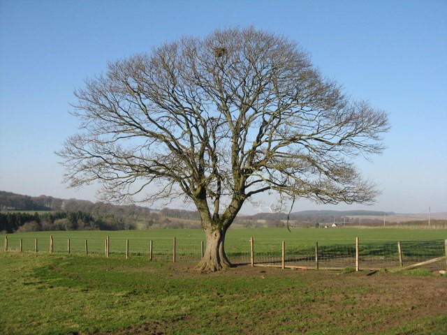 Photo A2 Sycamore at Newbigging Newbigging\\/NT0145 With a large [crow Photo A2 Sycamore at Newbigging Newbigging\\/NT0145 With a large [crow