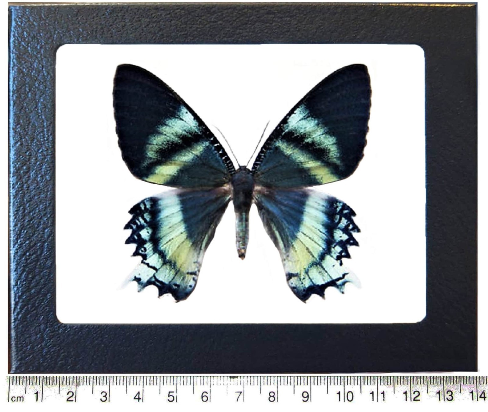 Alcides orontes RECTO blue green black day flying moth Indonesia FRAMED