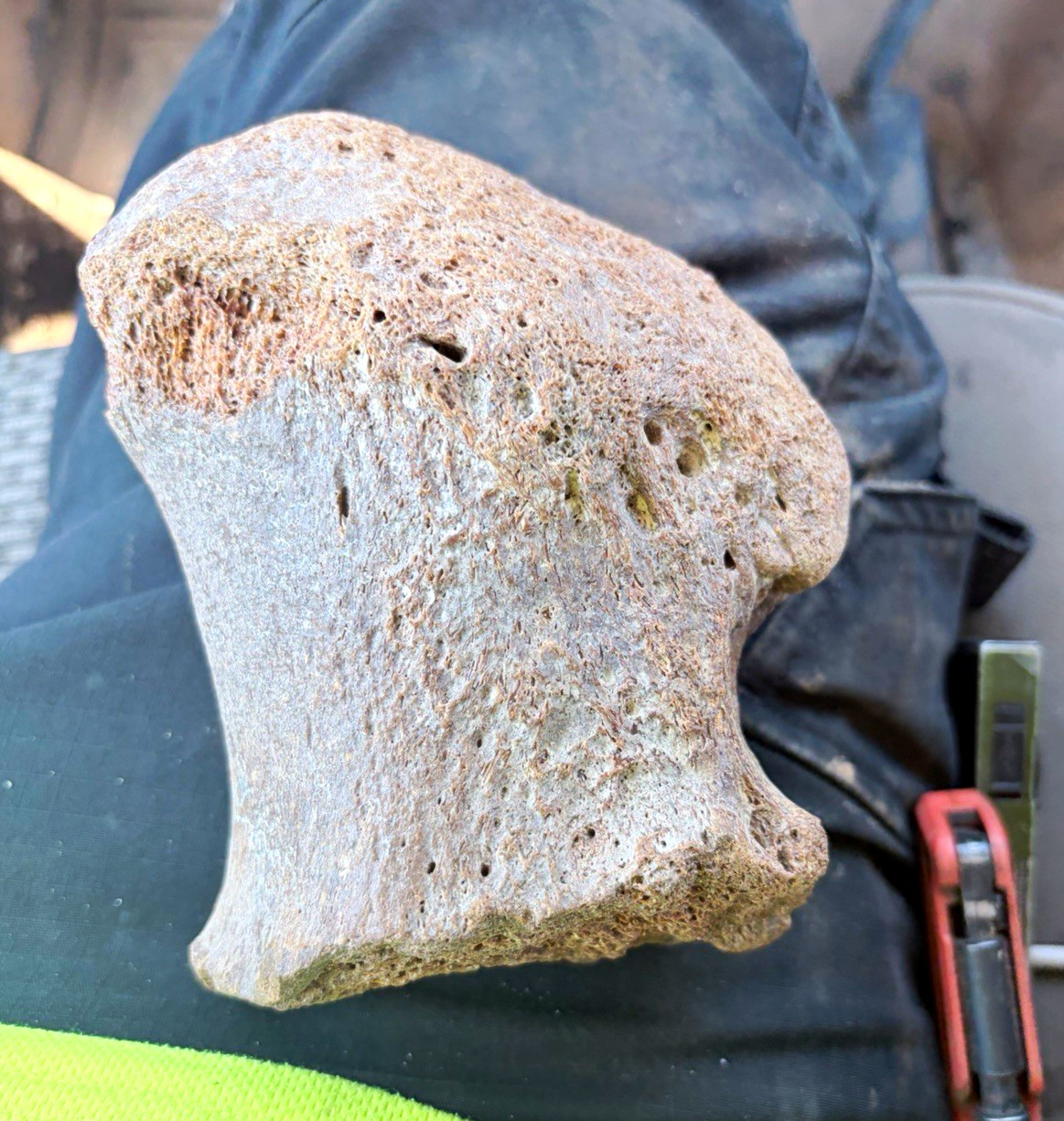 Large Sloth or Mammoth bone found 100 feet deep, Texas.