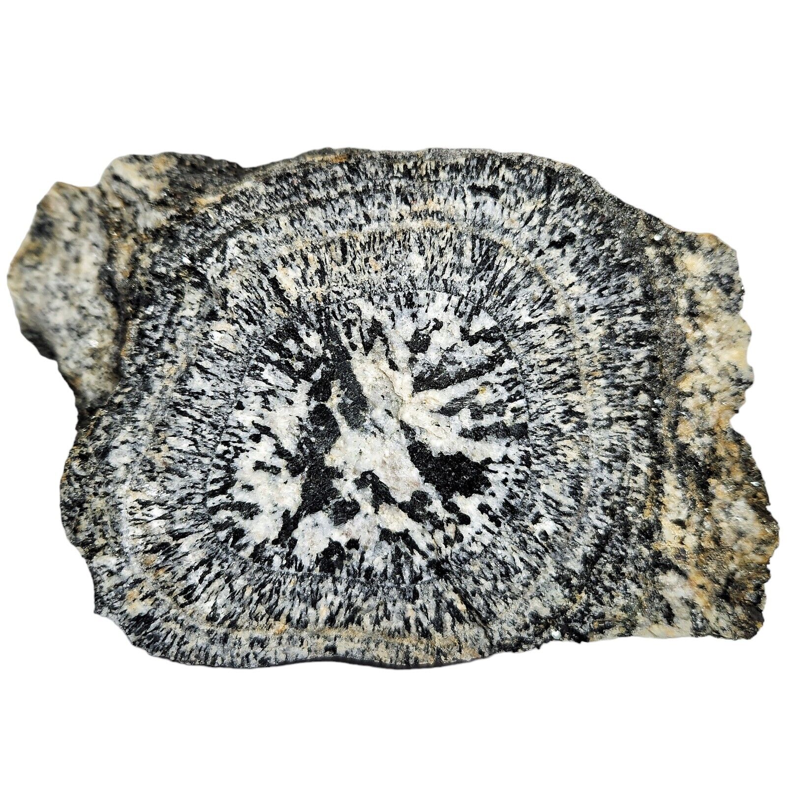 RARE Orbicular Granite Half, 2.7 Billion Years Old, Western Australia, 1373g