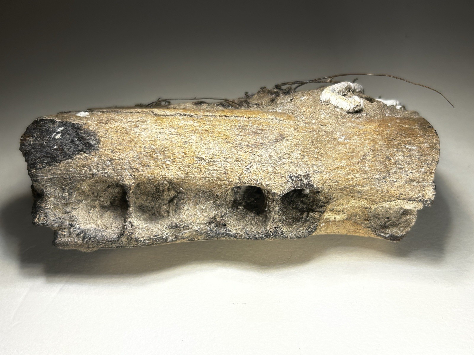 3”+ Prehistoric Dolphin Jaw Bone Section Summerville  SC Rare Mammal Fossil