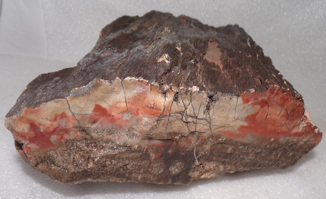 Araucarioxylon Petrified Wood North AZ Chinle Formation 6 Lb 1.3 oz Araucarioxylon Petrified Wood North AZ Chinle Formation 6 Lb 1.3 oz