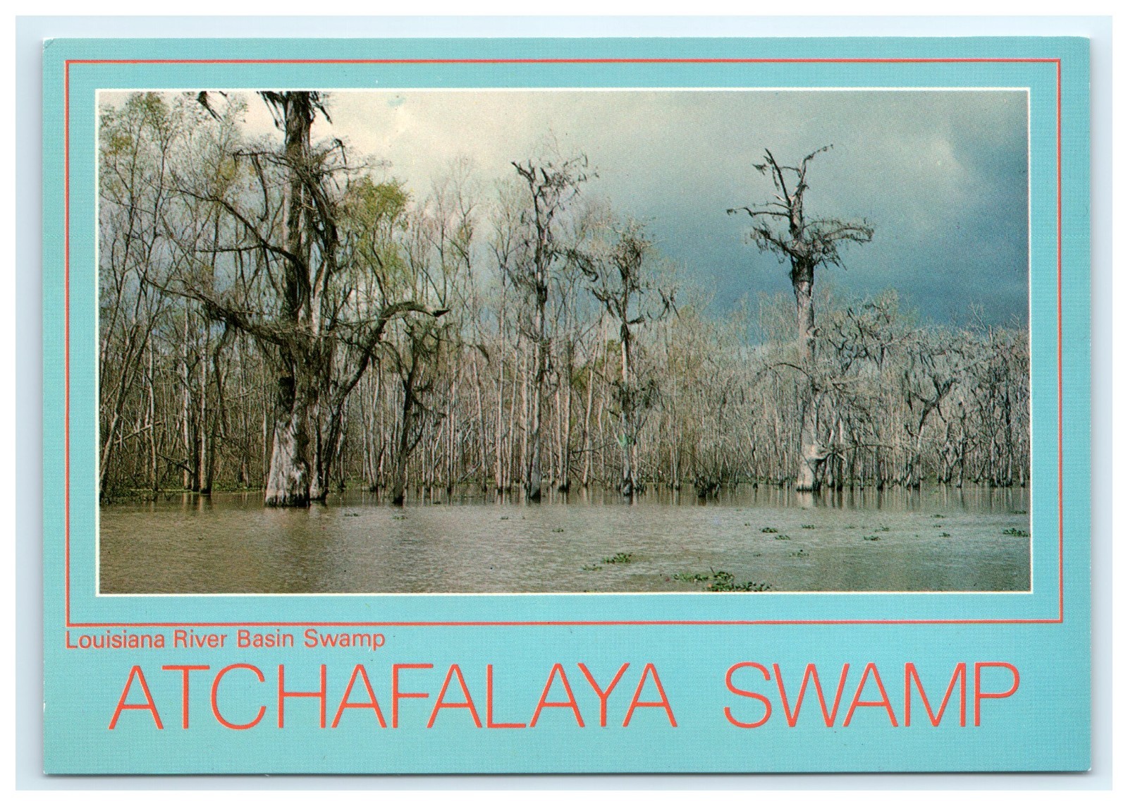 Flooded Cypress Trees River Basin Floodplain Atchafalaya Swamp LA Water Postcard