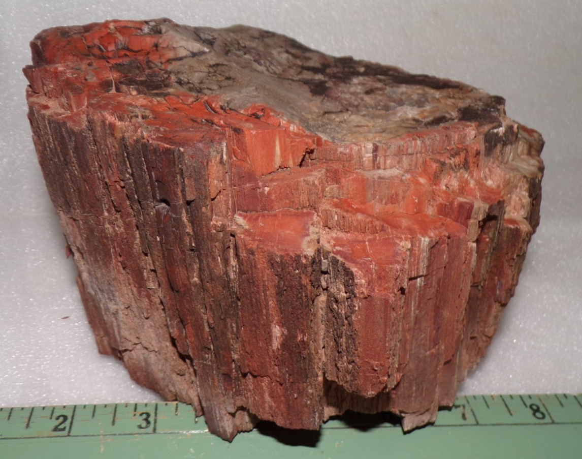 Araucarioxylon Petrified Wood North AZ Chinle Formation 7 Lb 3.2 oz Araucarioxylon Petrified Wood North AZ Chinle Formation 7 Lb 3.2 oz