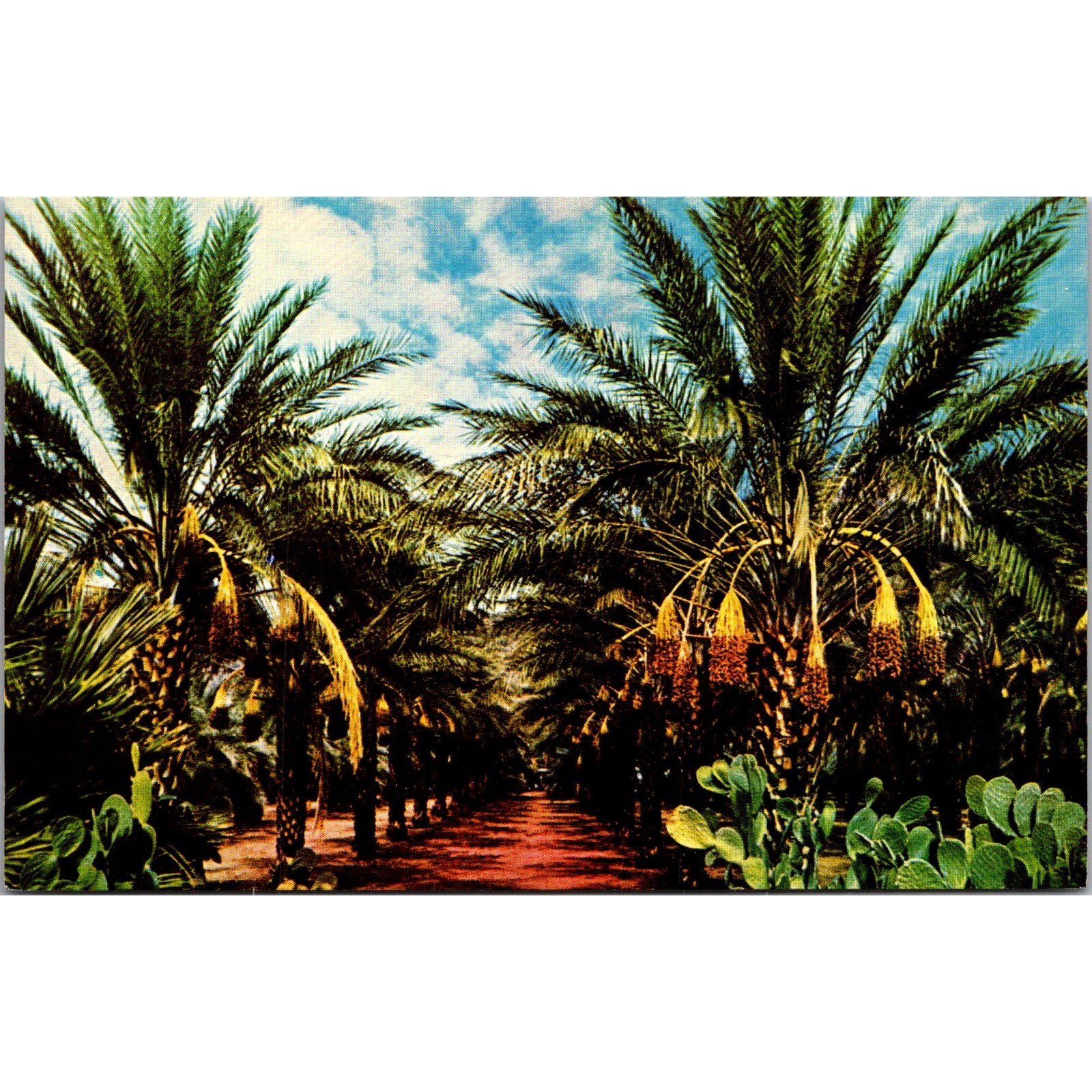 Arizona Date Garden Vintage Postcard SPV25