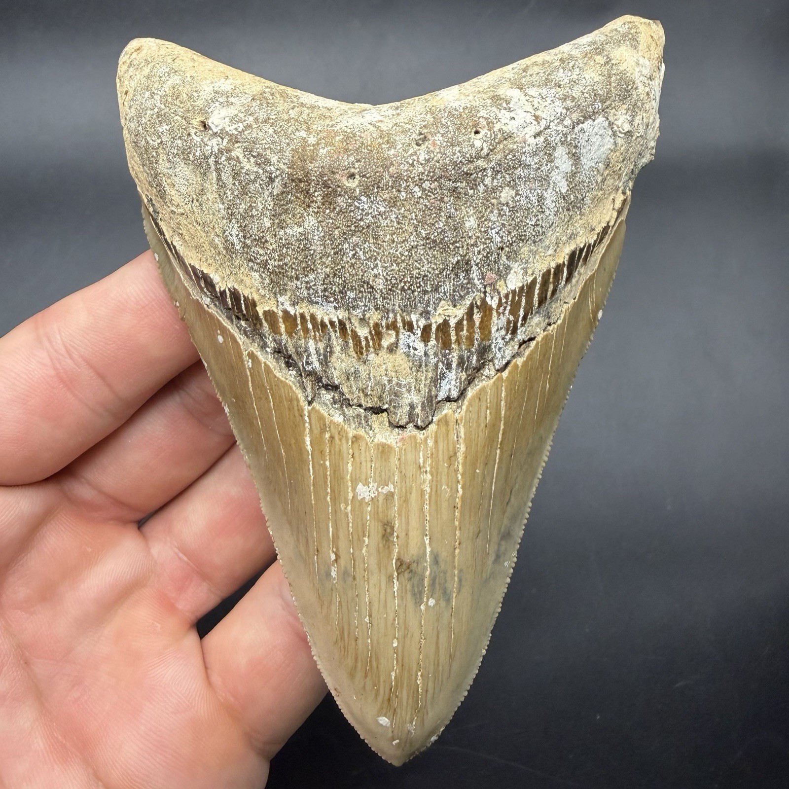 COLLECTOR QUALITY MEGALODON SHARK TOOTH OFFSHORE WILMINGTON NC 4.48” ALL NATURAL