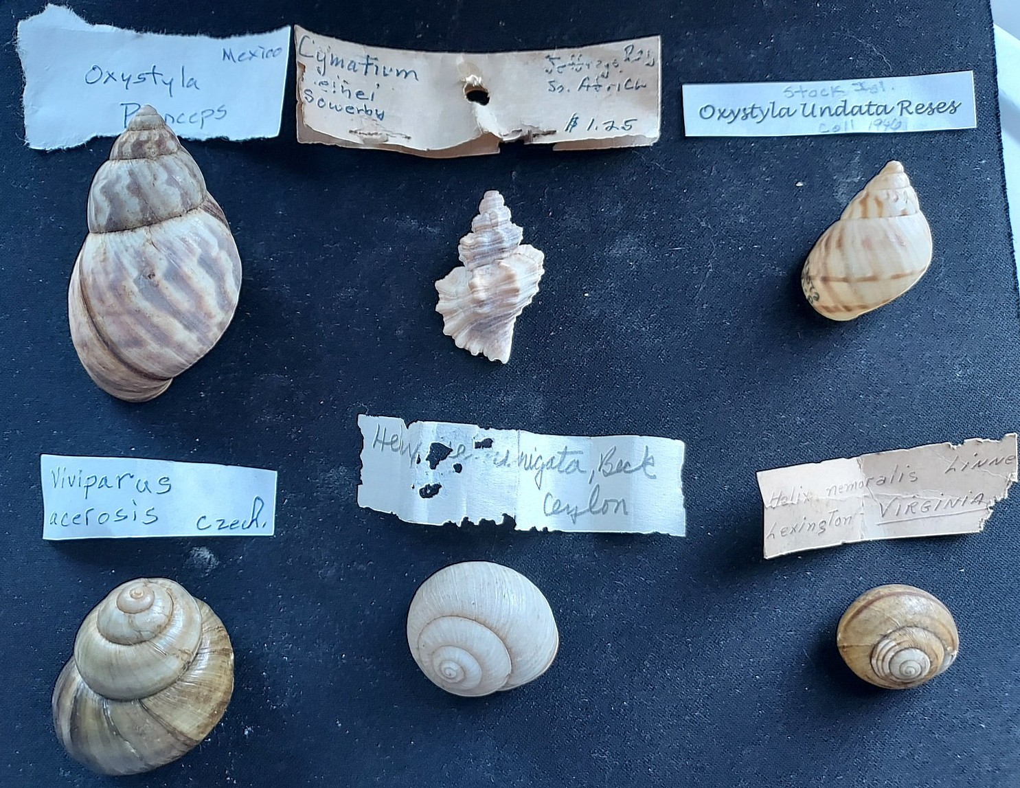 #E100 Lot of 6 better land & sea snail shells with info tags approx. 21-57mm