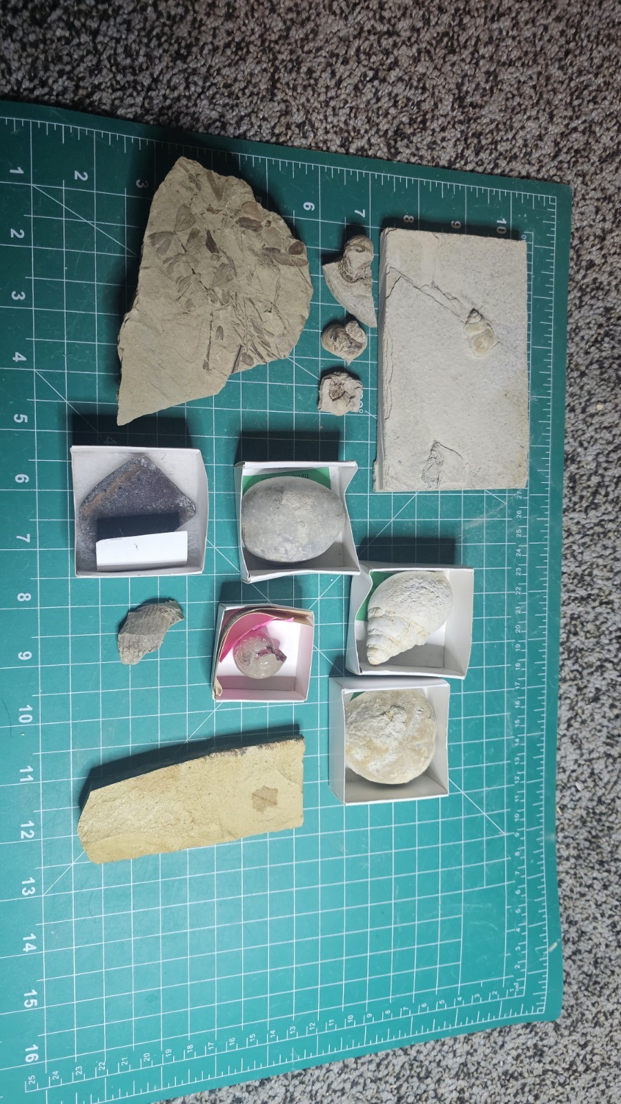 Lot Of Fossils Green River, Gastropods. Leafs And Dinosaur Bone.