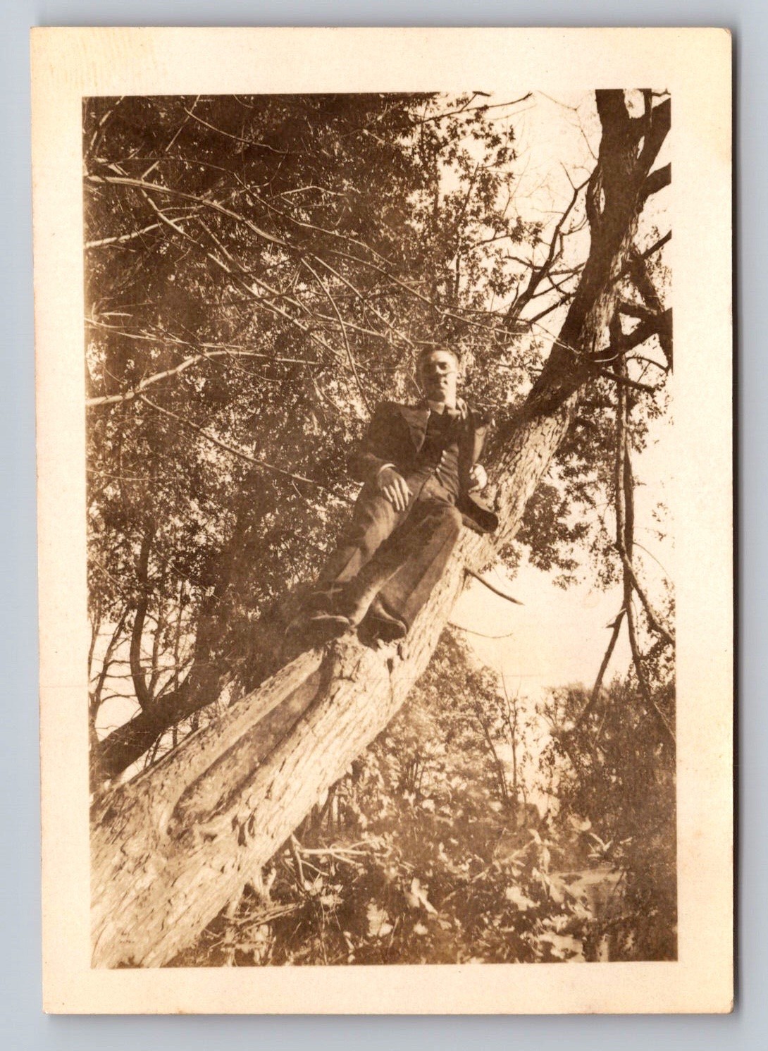 Man in Tree 1920s Snapshot Photograph Candid Outdoor Nature Americana