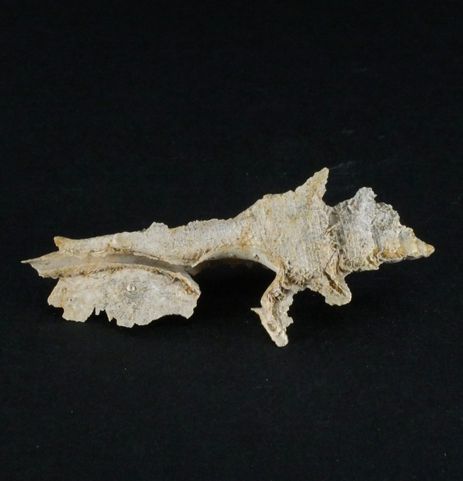 Fossil Shell Typhinellus laciniatus. Muddy Creek Hamilton Victoria  (EA10515)