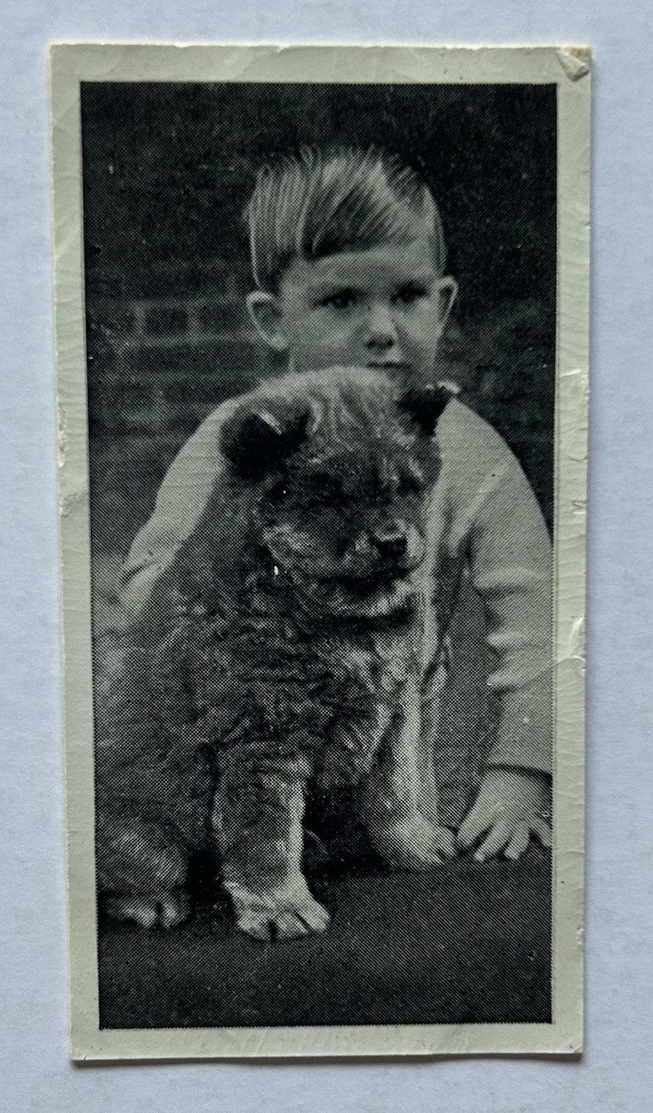 Carreras Dogs & Friend No. 18 Chow Puppy Dog Tobacco Card CC43 Carreras Dogs & Friend No. 18 Chow Puppy Dog Tobacco Card CC43