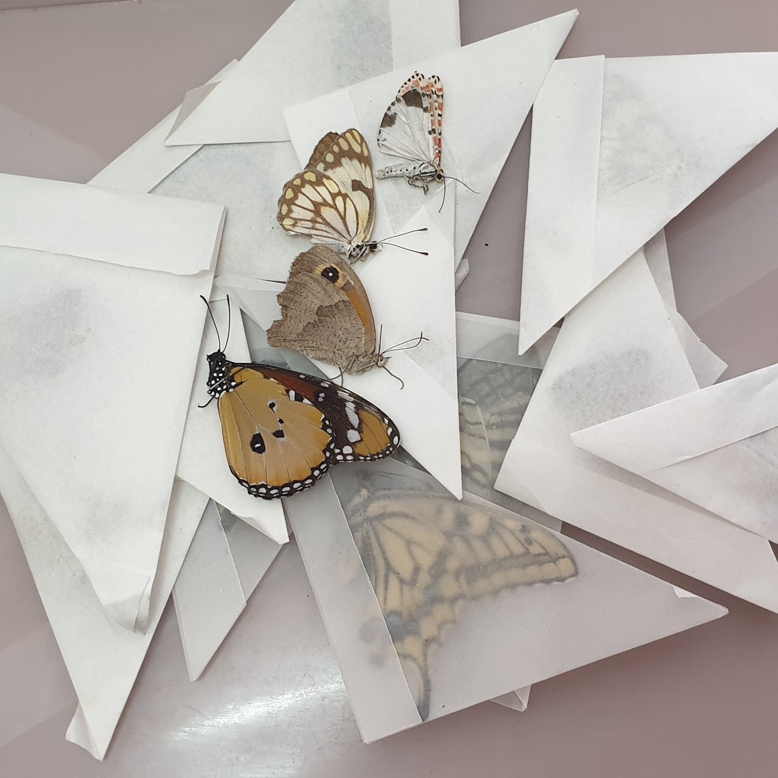 butterflies - art work material 50 psc butterflies - art work material 50 psc