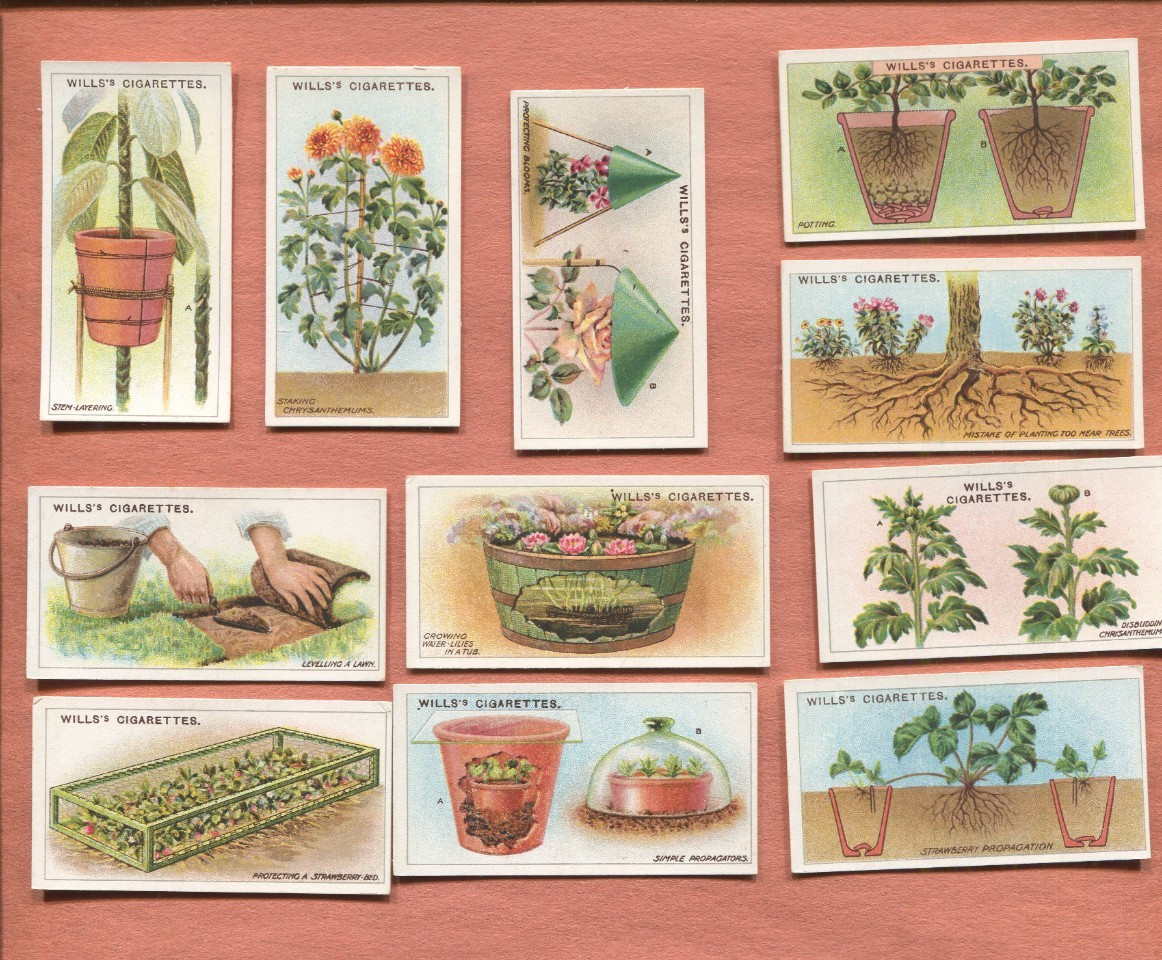 1923 W. D. & H. O. WILLS GARDENING HINTS 50 DIFFERENT TOBACCO CARD SET 1923 W. D. & H. O. WILLS GARDENING HINTS 50 DIFFERENT TOBACCO CARD SET