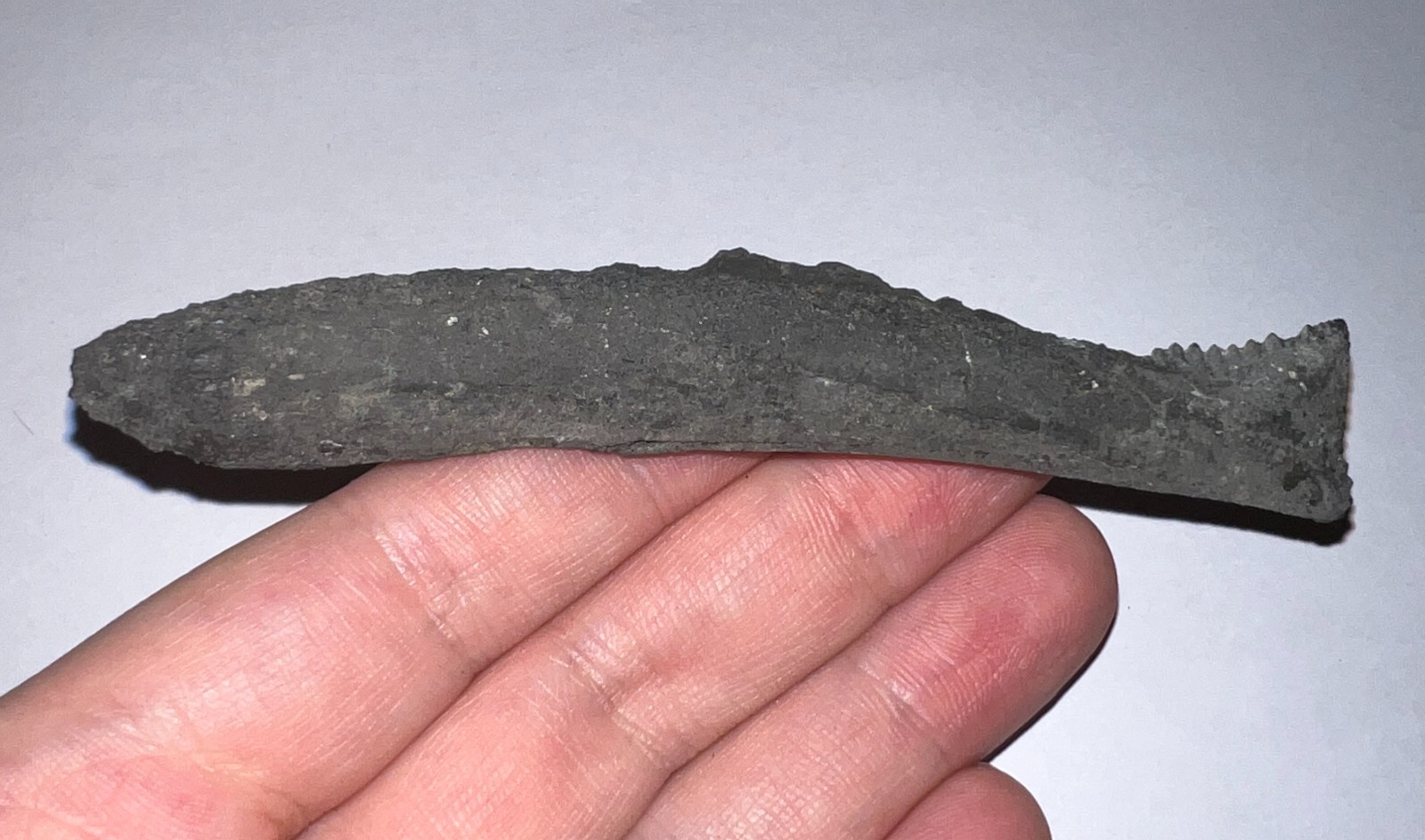 GEM HUGE Super Rare Fossil EDESTUS SHARK TOOTH 4.16 INCHES Pre Dinosaur Era