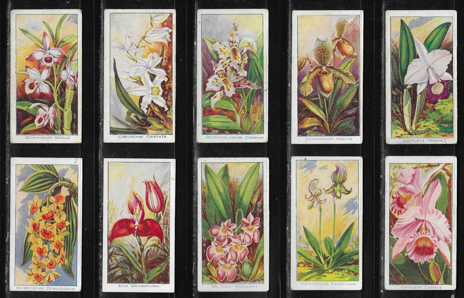 Carreras 1925 ORCHIDS set cigarette cards Carreras 1925 ORCHIDS set cigarette cards