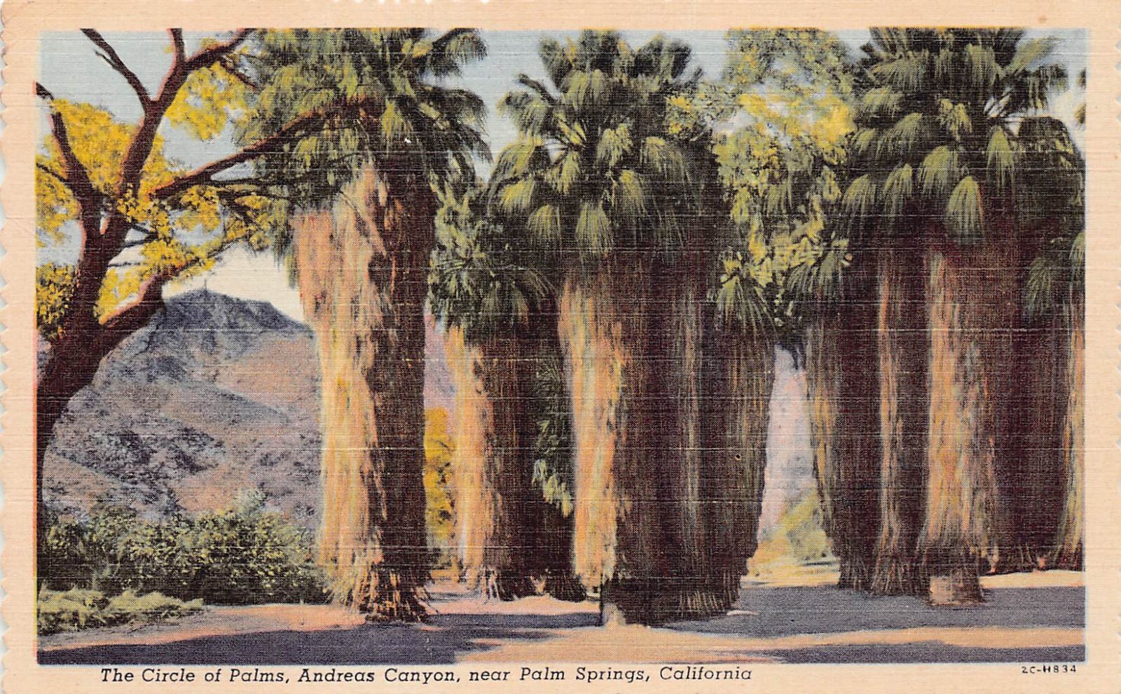 Palm Springs CA California Andreas Canyon Agua Caliente Reservation Postcard B36