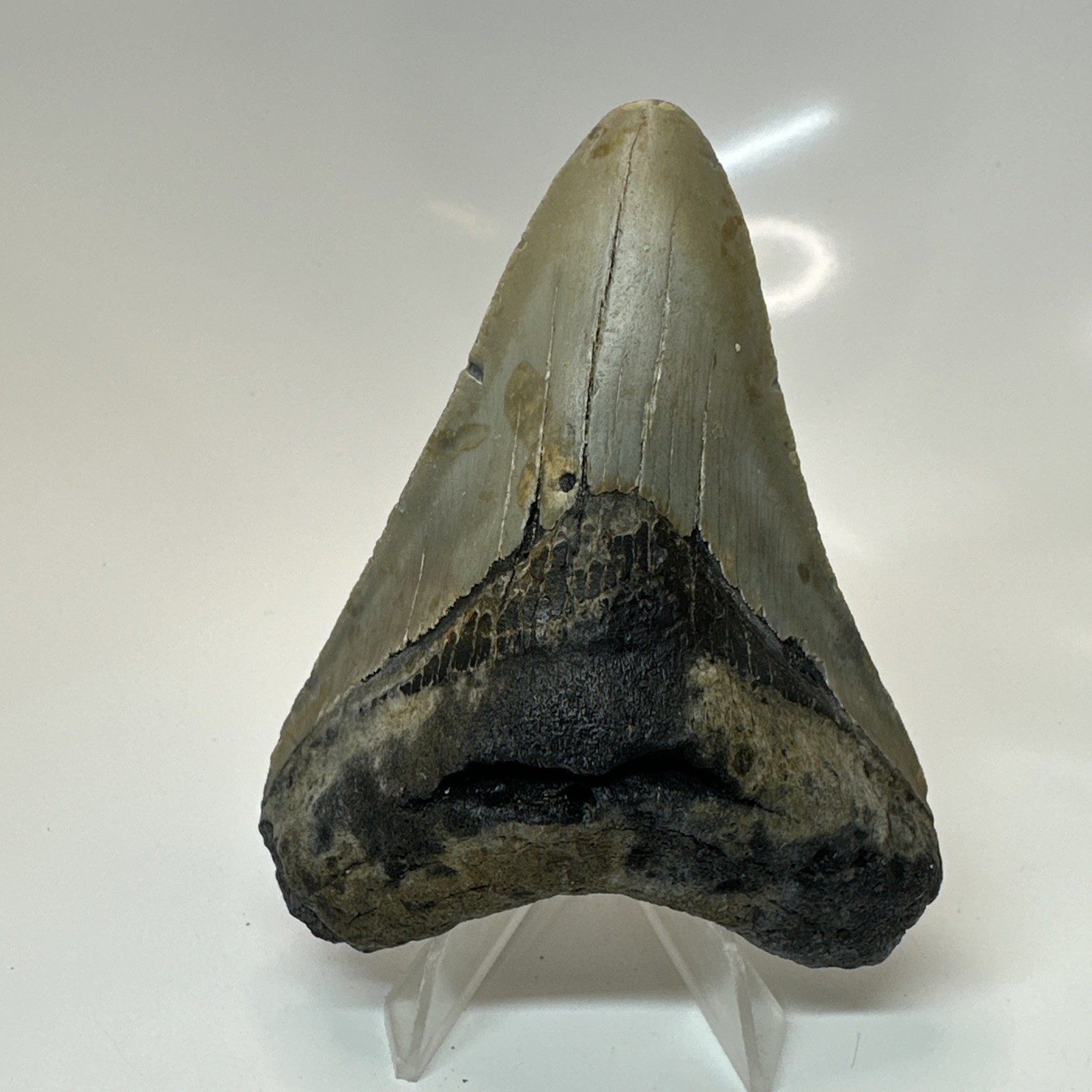 Megalodon Shark Tooth 3.75 Inch - Beautiful - Real Fossil - Natural Teeth 20675