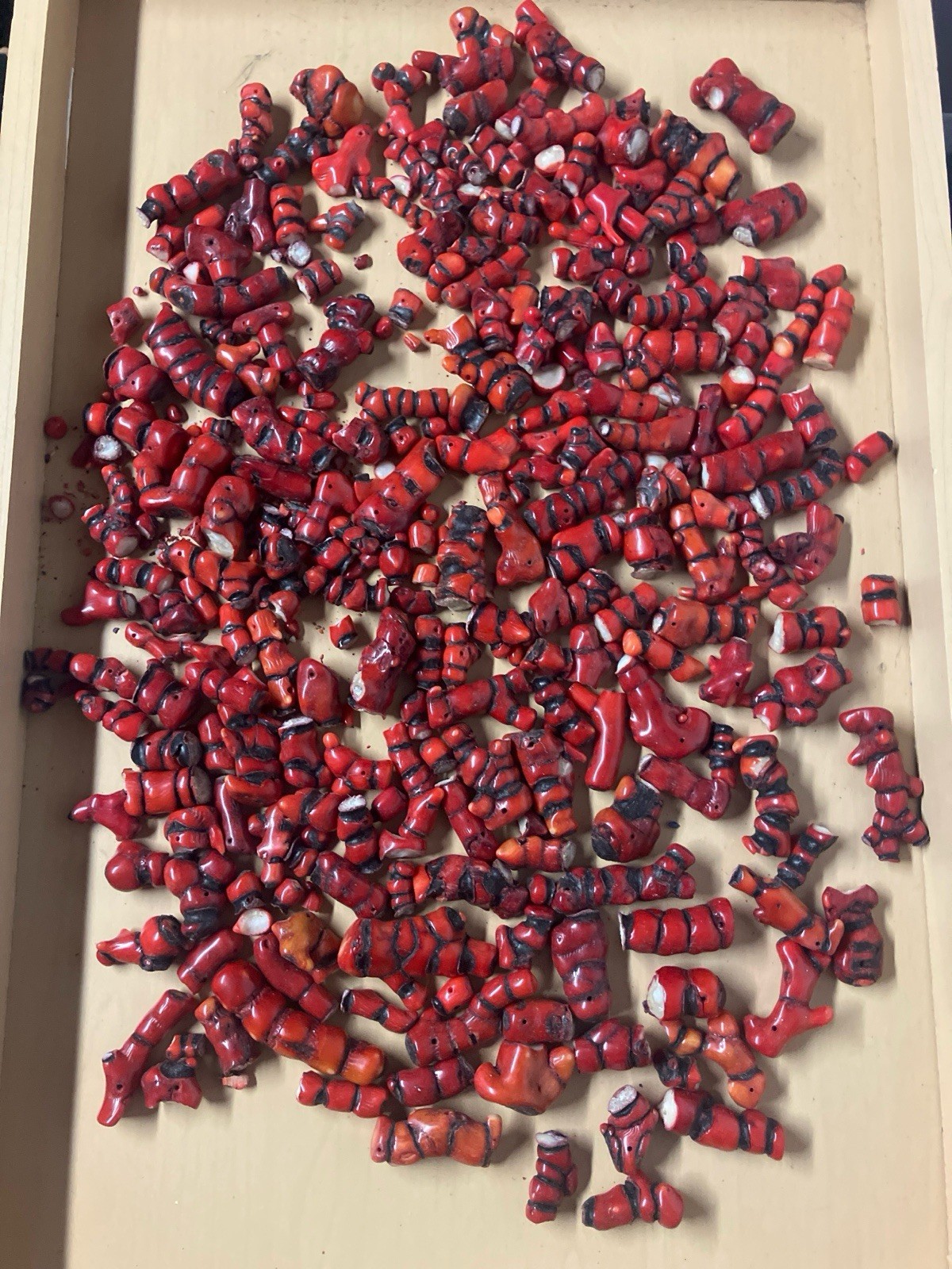 Possibly A Lot of Broken Chunks Red Bamboo Coral Rough Possibly A Lot of Broken Chunks Red Bamboo Coral Rough