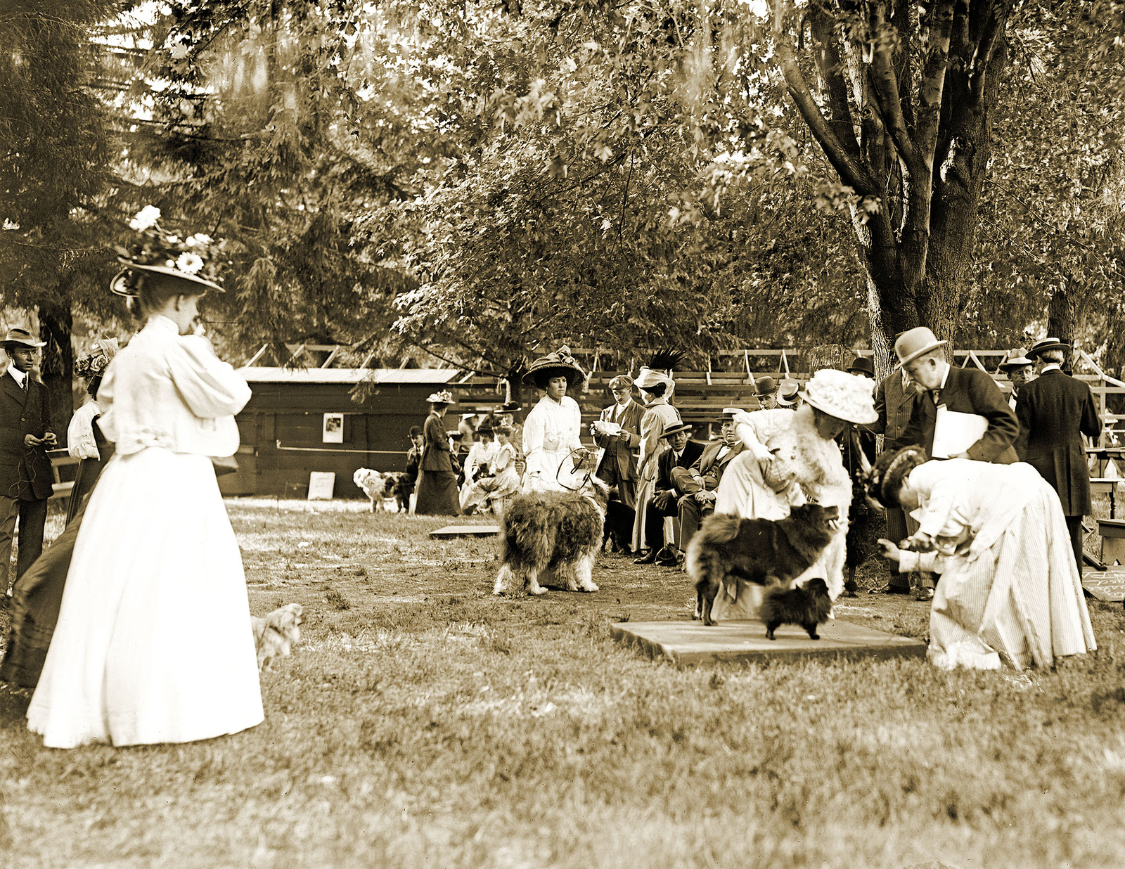 1908 Judging Chows & Pomeranians, Dog Show Vintage Old Photo 8.5 1908 Judging Chows & Pomeranians, Dog Show Vintage Old Photo 8.5
