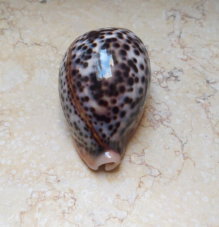 F cypraea pantherina GEM red sea shell super glossy 93.7mm F++++ WOW COLOUR F cypraea pantherina GEM red sea shell super glossy 93.7mm F++++ WOW COLOUR