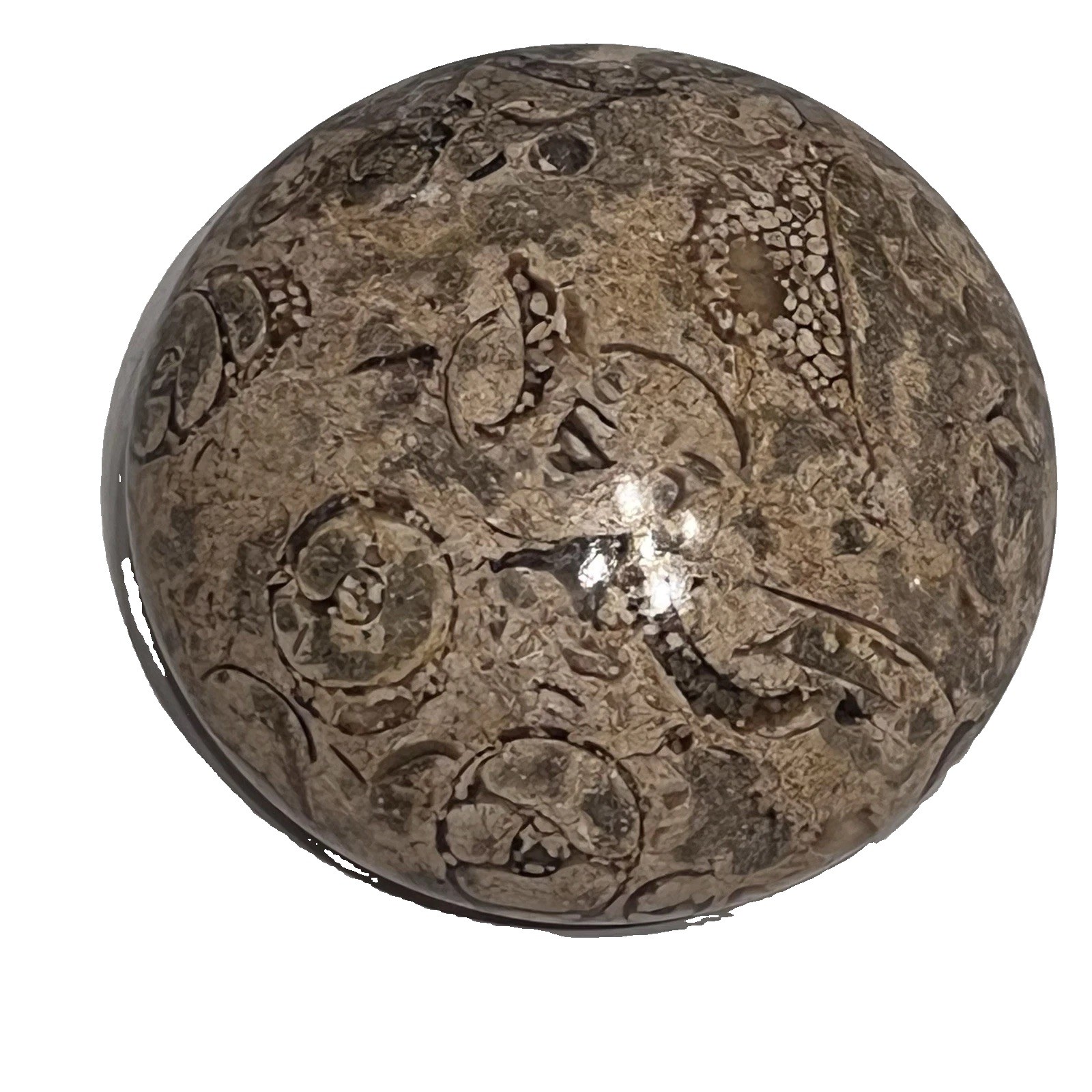 Vintage Pier 1 Fossil Stone Paperweight #340-3402 Beige Tan Made In Pakistan EUC