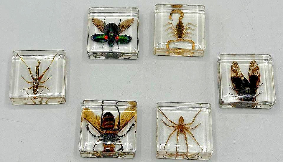 Set of 6 Real Insect & Arachnid Specimen Clear Resin Blocks Scorpion Spider Set of 6 Real Insect & Arachnid Specimen Clear Resin Blocks Scorpion Spider