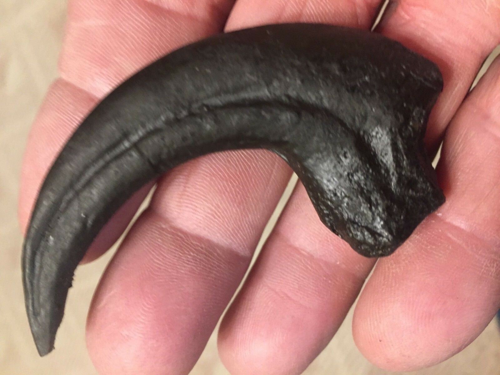 RAPTOR CLAW DINOSAUR FOSSIL BONE VELOCIRAPTOR JURASSIC REPLICA ANCIENT RELIC NEW RAPTOR CLAW DINOSAUR FOSSIL BONE VELOCIRAPTOR JURASSIC REPLICA ANCIENT RELIC NEW
