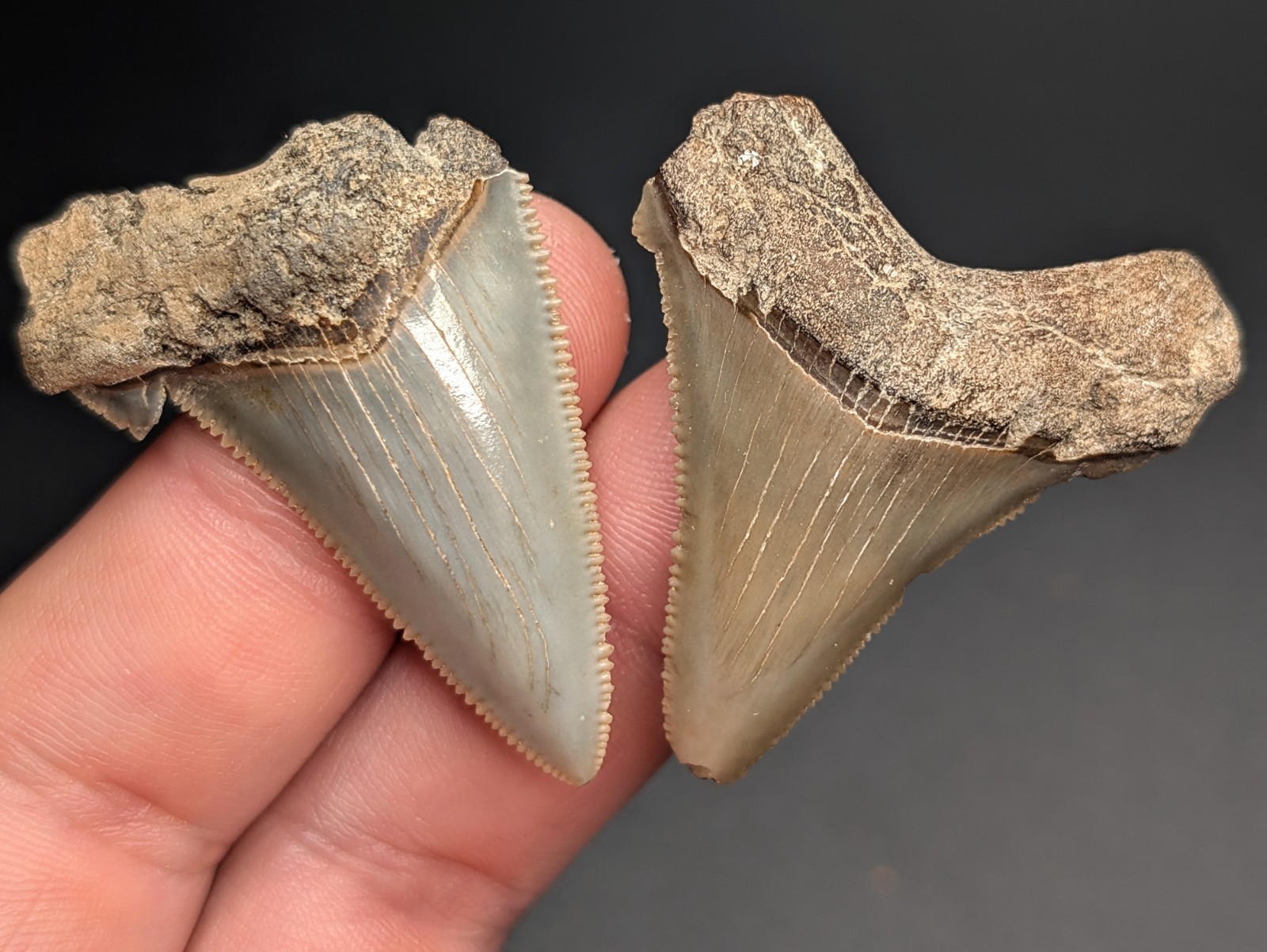 Gorgeous Quality Pair Of Angustiden Shark Teeth SC Megalodon Genuine Fossils