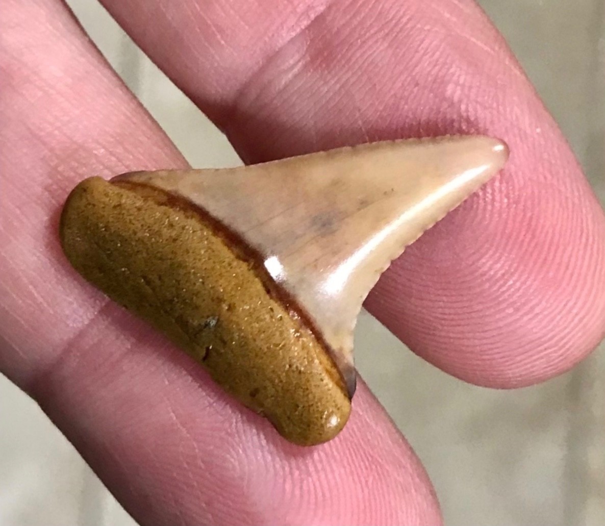 RARE,SWEET & BEAUTIFUL - PERUVIAN - GREAT WHITE SHARKTOOTH FOSSIL
