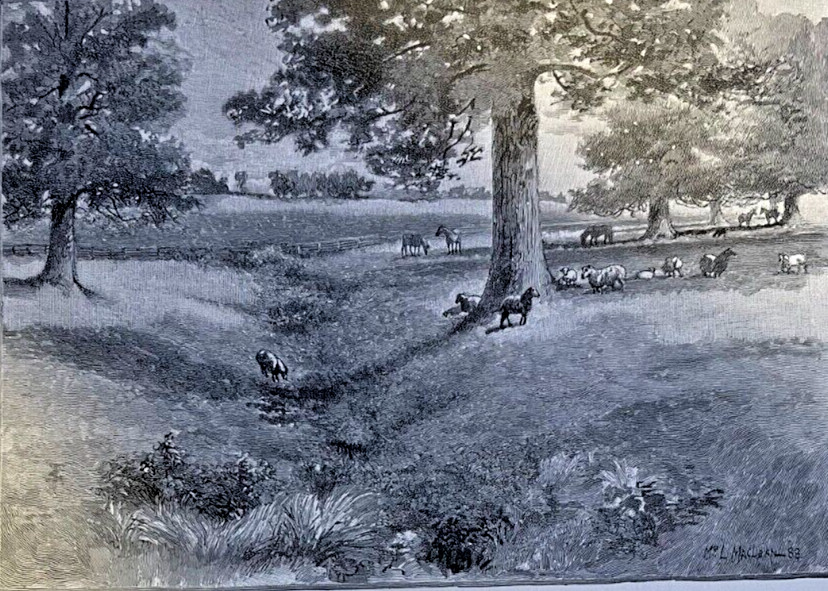 1890 Kentucky Blue Grass Lincoln County Lexington Frankfort illustrated