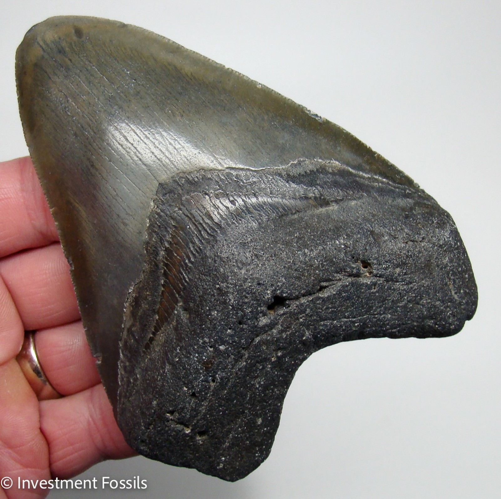 Megalodon Shark Tooth 4.92” Real Fossil XL BIG Megladon Sharks Teeth - NO RESTO
