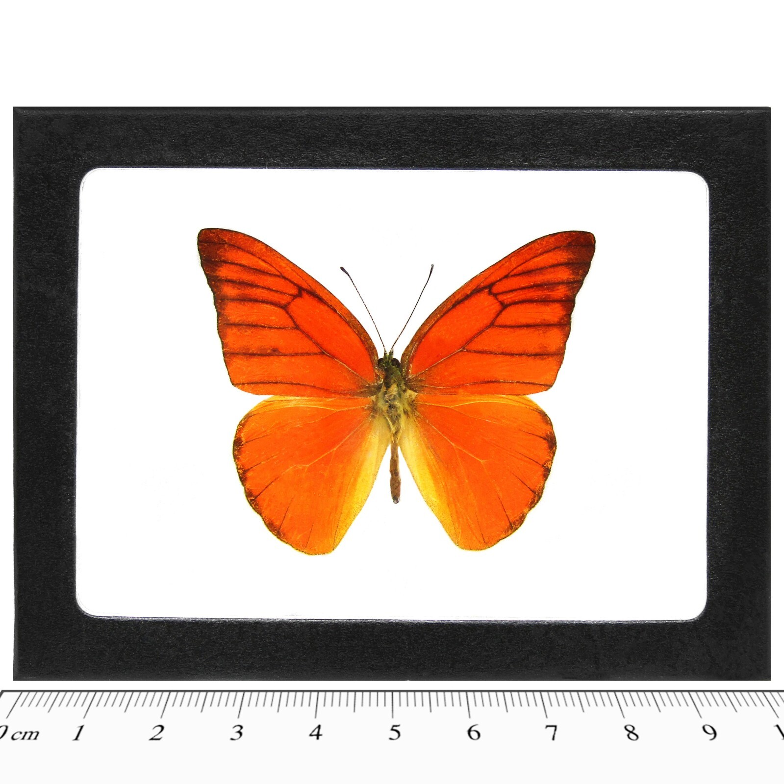 Appias nero REAL FRAMED BUTTERFLY ORANGE ALABATROSS INDONESIA